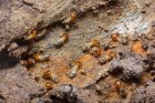 Termite Inspection Costs & What to Expect in Charlotte, NC