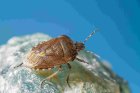 Pest Control in Whispering Farms, Prosper