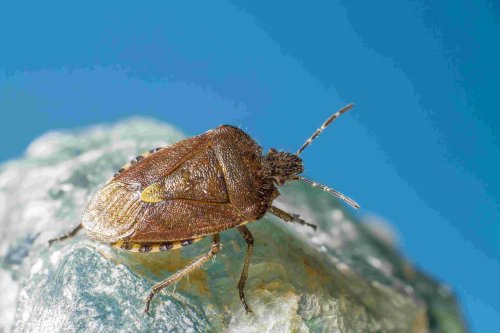 Pest Control in Whispering Farms, Prosper
