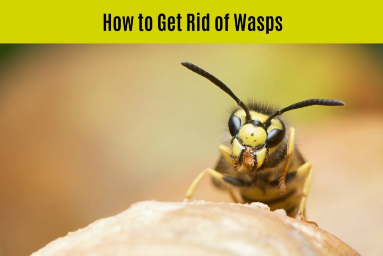 How to Get Rid of Wasps in Your Yard