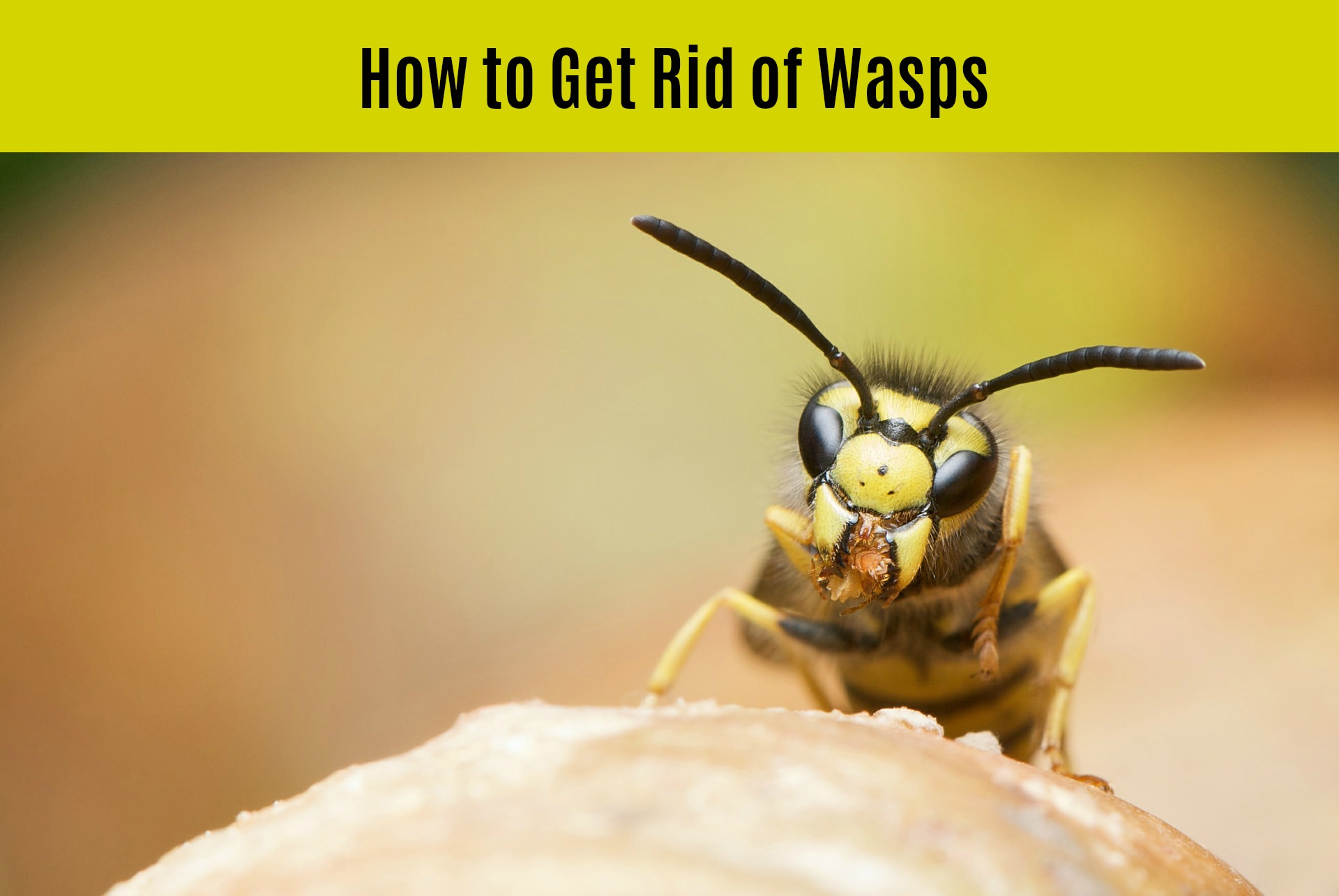 Getting rid of Wasps title photo