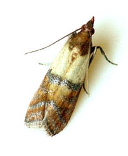 Close up photo of the pantry moth
