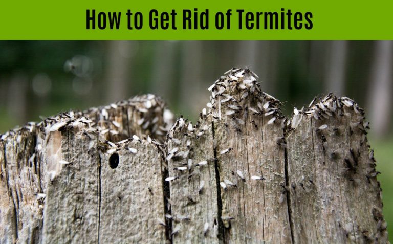 How to Get Rid of Termites in Your Home – Treatment Options and Cost
