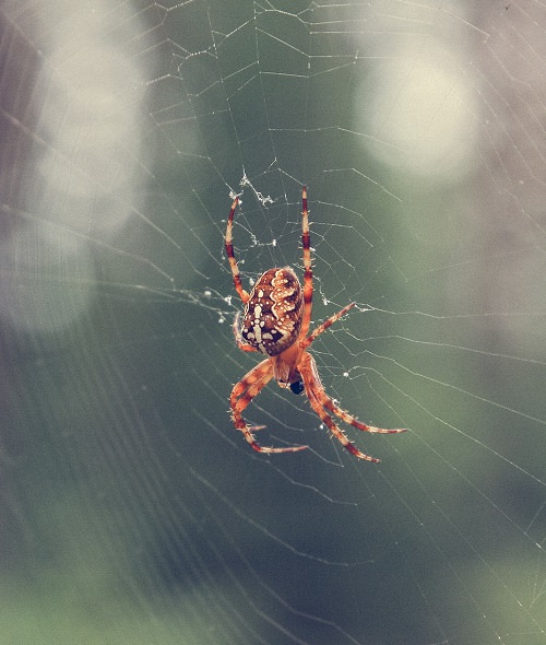 Large orange spider in his web