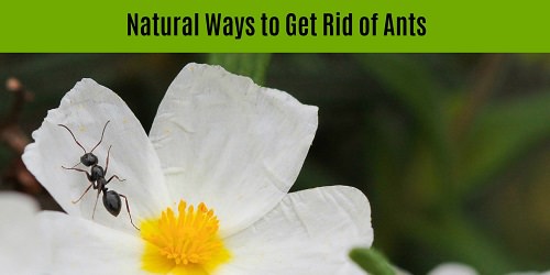 Ten Natural Remedies To Get Rid of Ants